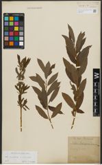 Foto von Salix purpurea L. x Salix viminalis L.